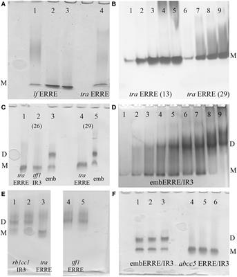 Importance of the Sequence-Directed DNA Shape for Specific Binding Site Recognition by the Estrogen-Related Receptor